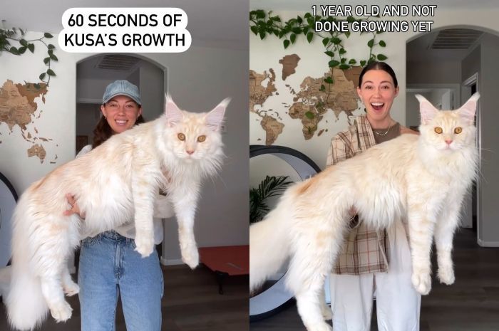 Kusafiri The White Lion, Kucing Maine Coon Raksasa yang Menakjubkan