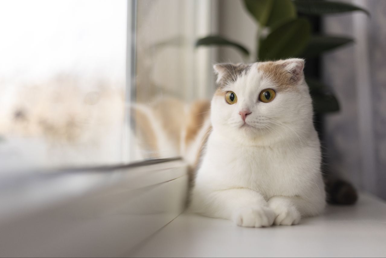 Apakah Kucing Bisa Mengenali Namanya Sendiri? Ini Fakta Menarik di Baliknya