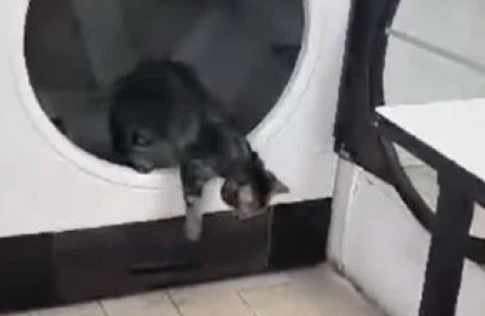 9 Nyawa! Kucing Selamat Setelah Terjebak di Mesin Pengering Pakaian Selama 10 Menit