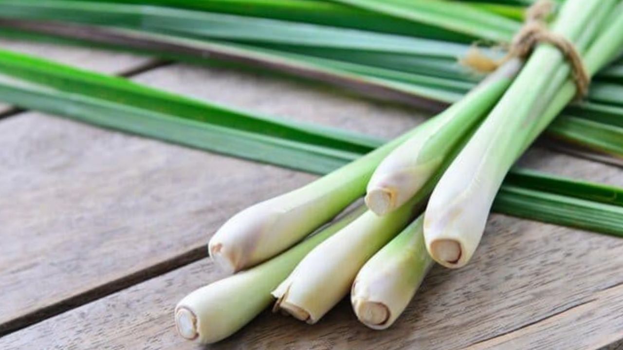 7 Manfaat Serai untuk Kesehatan Tubuh yang Jarang Diketahui