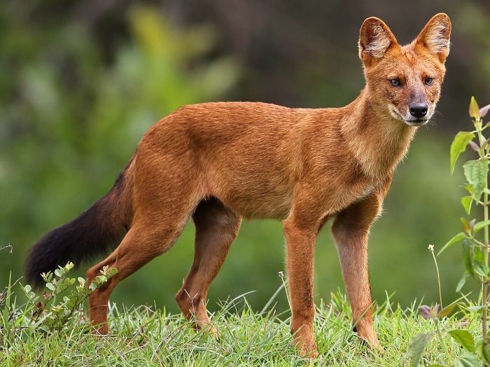 Momen Langka! Ini Penampakan Ajag, Anjing Hutan Terancam Punah yang Tertangkap Kamera di Taman Nasional Gunung Leuser