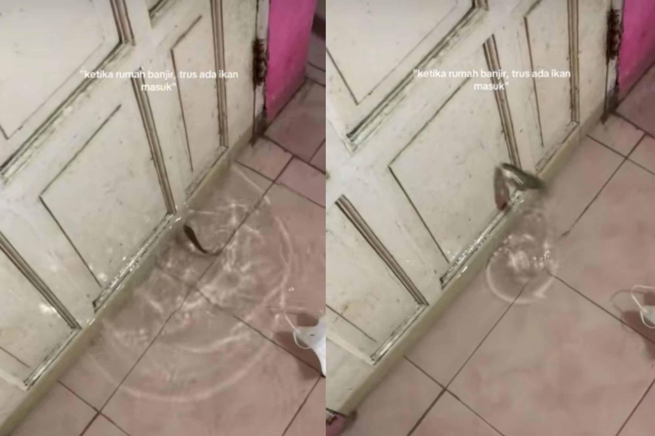 Viral! Ikan 'Pintar' Terjebak di Dalam Rumah saat Banjir, Berusaha Dobrak Pintu untuk Keluar