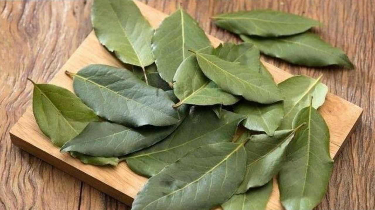 7 Manfaat Daun Salam untuk Kesehatan yang Jarang Diketahui