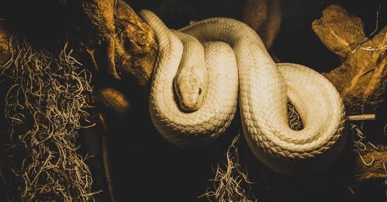 5 Arti Mimpi Dikejar Ular Menurut Primbon Jawa, Berkah atau Musibah?