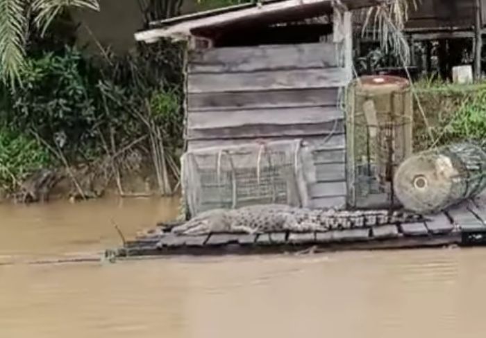Warga Kotim Heboh dengan Penampakan Buaya Besar yang Lagi 'Nyantai' di Lanting Warga