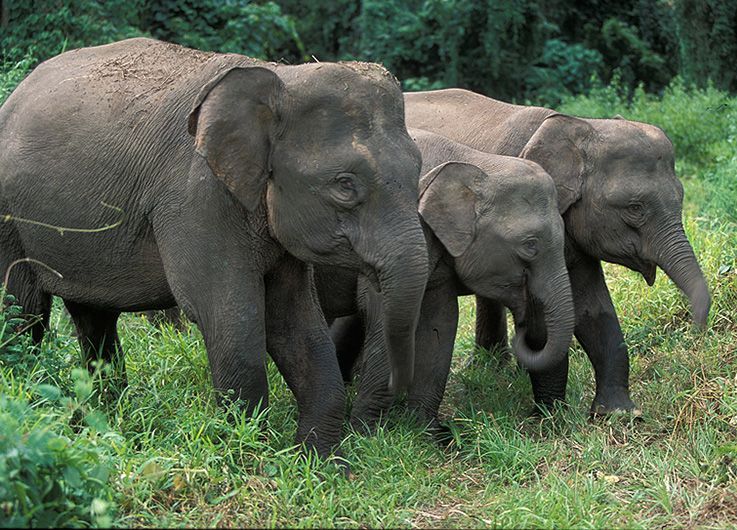 WWF Malaysia Desak Aksi Nyata Usai Anak Gajah Tewas Tertabrak di Jalan Raya