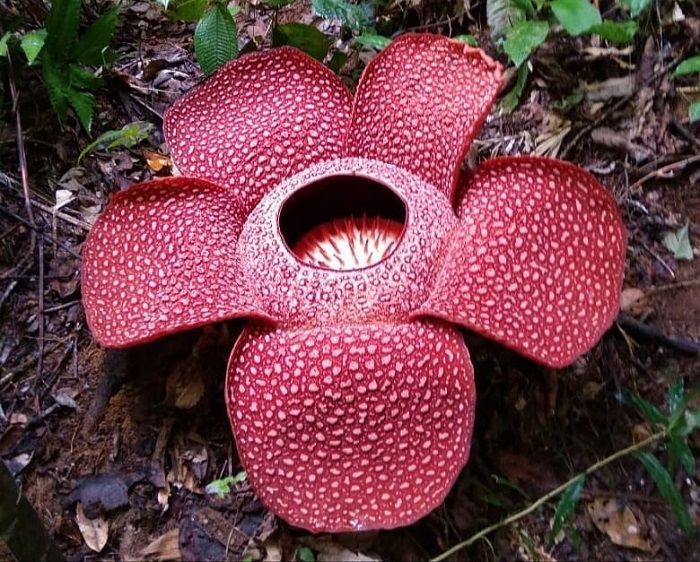 Alasan Mengapa Bunga Rafflesia Arnoldii Berbau Busuk Berdasarkan Fakta Ilmiah