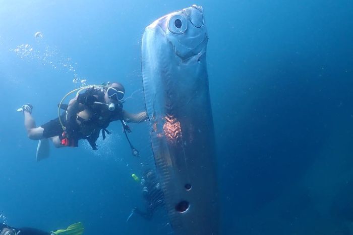 5 Monster Laut Terbesar di Dunia yang Masih Hidup