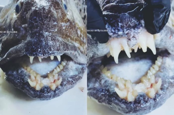 Menyeramkan! Penampakan Ikan ‘Monster’ Gigi Mirip Manusia yang Ditemukan Nelayan Rusia, Bikin Orang Takut