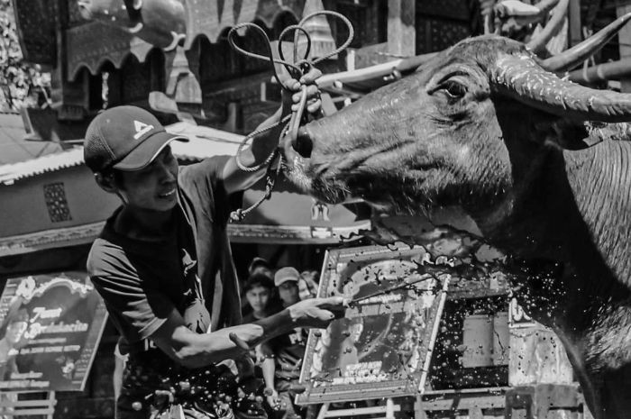 Tradisi Turun-Temurun di Sumba dan Toraja yang Jarang Diketahui Publik