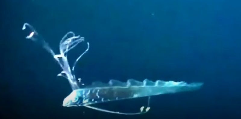 Sistem Penglihatan Ikan Laut Dalam Tantang Teori Biologi yang Diajarkan di Buku Teks Biologi