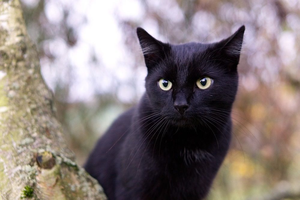 Kisah Mistis Kucing Hitam: Inilah 5 Mitos Paling Seram yang Masih Dipercaya Orang