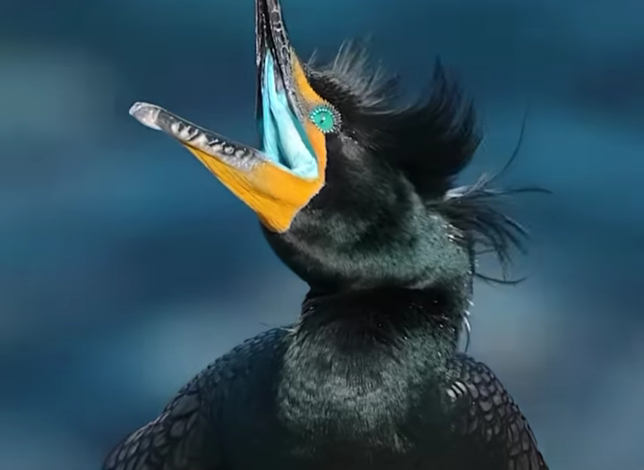 Fakta Menarik Burung Kormoran Jambul Ganda: Si Penguasa Air dan Langit