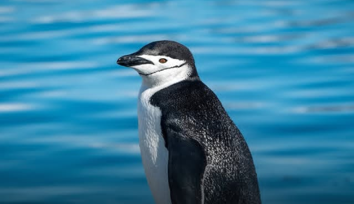 Fakta Unik Penguin Chinstrap, Tidur 600 Kali Per Jam di Tengah Ancaman Predator