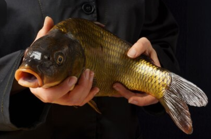 Misteri Pesugihan Ikan Mas, Berawal dari Keserakahan Harta yang Berujung Petaka