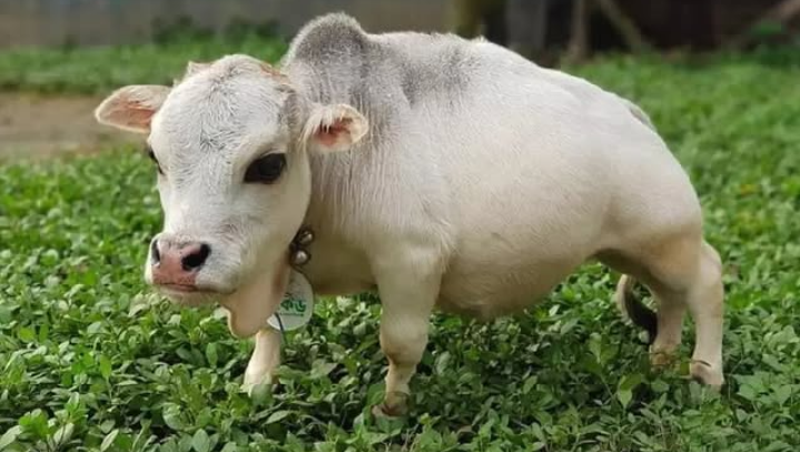 Mengenal Rani, Sapi Terkecil di Dunia dari Bangladesh yang Catat Rekor pada Guinness World Records