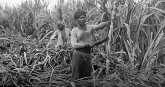 Tanam Paksa dan Uang: Awal Perubahan Hidup Petani Jawa Abad ke-19