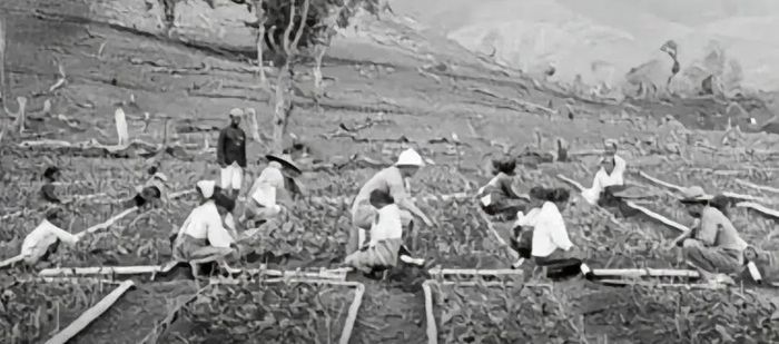 Sejarah Agrarische Wet 1870: Saat Tanah Hindia Belanda Dibuka untuk Investor Asing