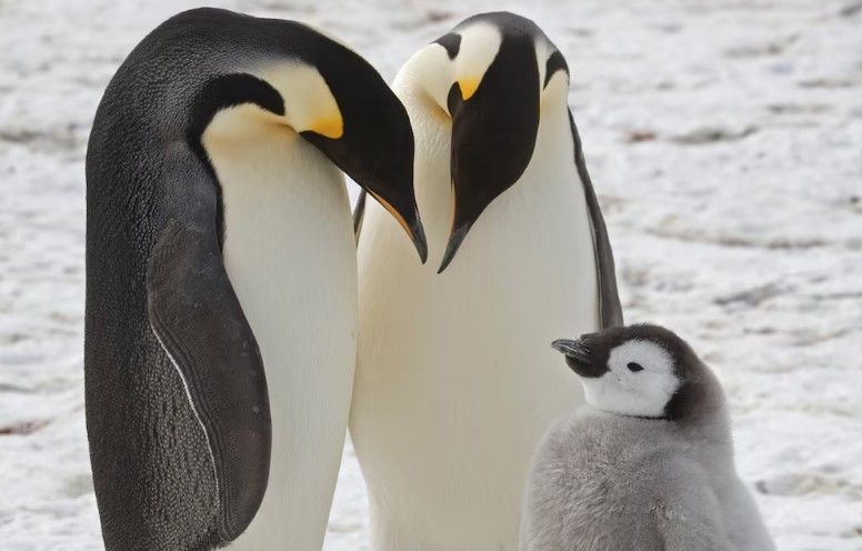 7 Fakta Mengejutkan tentang Penguin yang Baru Terungkap Setelah 100 Tahun