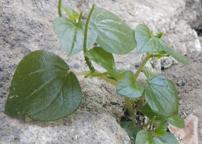 6 Manfaat Daun Sirih Cina untuk Wajah yang Wajib Kamu Tahu