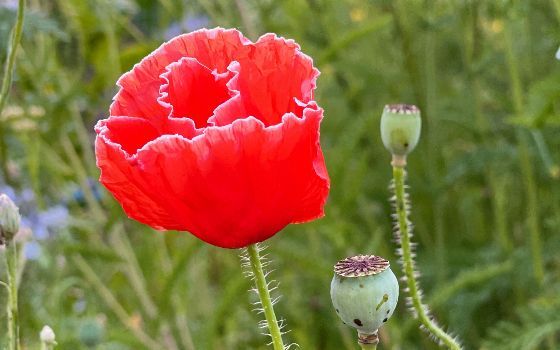 Tak Hanya Cantik, Bunga Poppy Ternyata Menyimpan Opium sebagai Obat Bius dan Pereda Nyeri