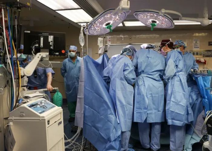 Dokter Bedah AS Berhasil Lakukan Transplantasi Ginjal Babi yang Dimodifikasi ke Pria Lansia