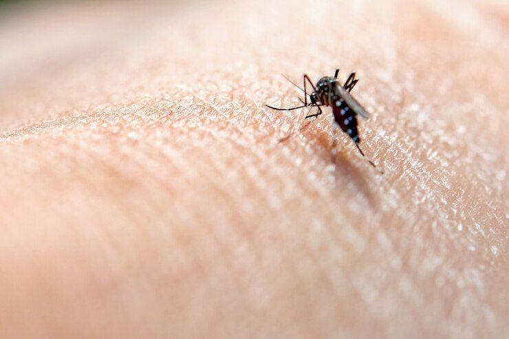 5 Mitos dan Fakta Penyakit Malaria yang Paling Umum