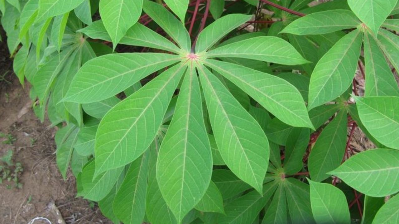 7 Manfaat Daun Singkong untuk Kesehatan yang Perlu Diketahui