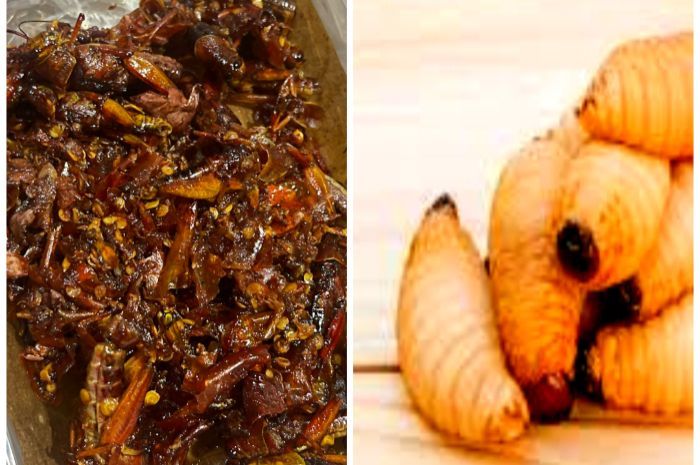 Diusulkan Jadi Menu Makanan Bergizi Gratis (MBG), Ini Khasiat Belalang dan Ulat Sagu untuk Kesehatan