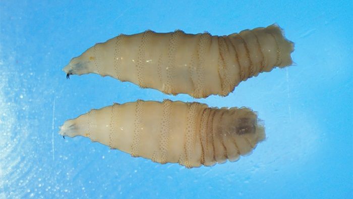 Fakta-fakta Kasus Perdana Infeksi Myiasis Akibat Belatung Screwworm Pada Manusia yang Ditemukan di Meksiko