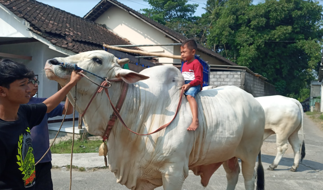 Dua Sapi Jumbo Laku Terjual, Warga Boyolali Gelar Bancaan Sapi