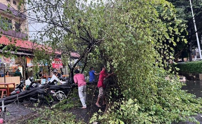 Pohon Tumbang di 6 lokasi, 1 Orang Jadi Korban