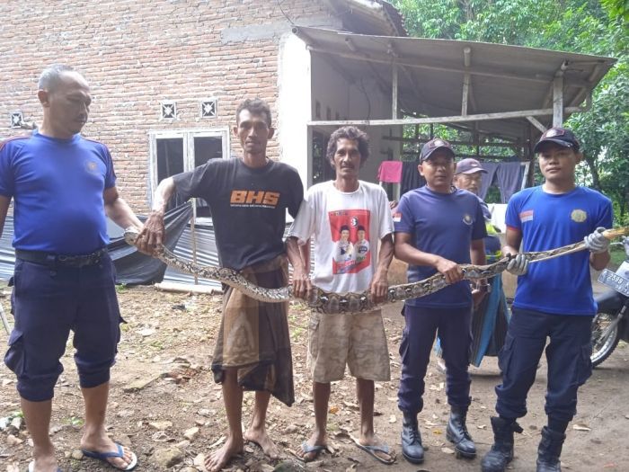 Drama Evakuasi Ular Piton 3 Meter di Jember: Lilit Tangan Petugas Damkar!