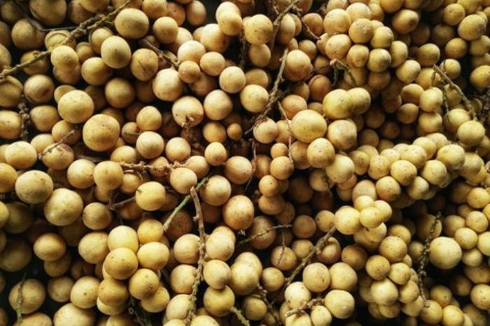 Awas Tertukar! Begini Cara Membedakan Duku Asli dengan Saudara Kembarannya yang Bergetah!