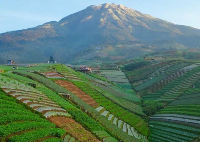 Indahnya Negeri Sayur Sukomakmur di Magelang, View Gunung Sumbing dan Hamparan Ladang Sayur Bikin Adem