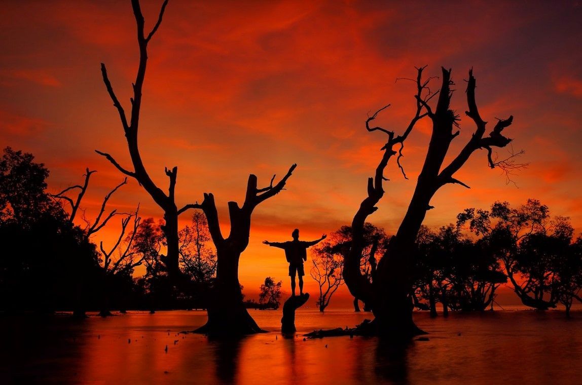 Menikmati Keindahan Taman Muara Abu, Tawarkan Spot Mangrove Mati Cocok Buat Berburu Sunset di Kupang