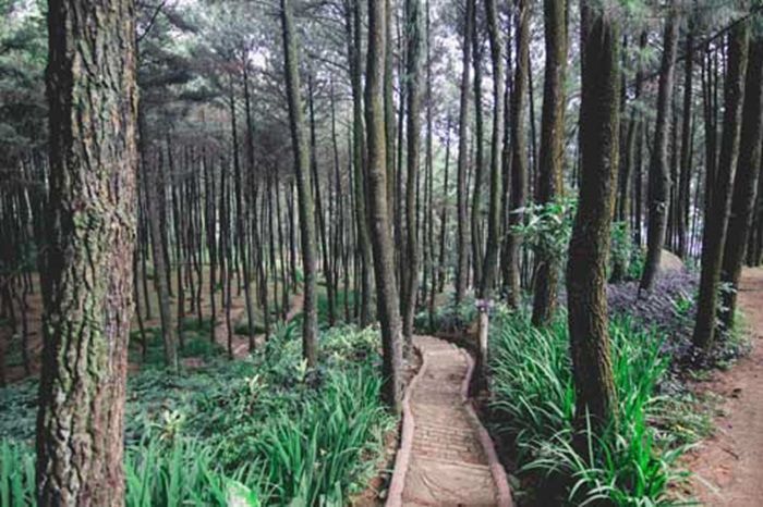 Bosan ke Puncak? Ini 5 Spot Valentine Tersembunyi di Bogor yang Super Romantis!